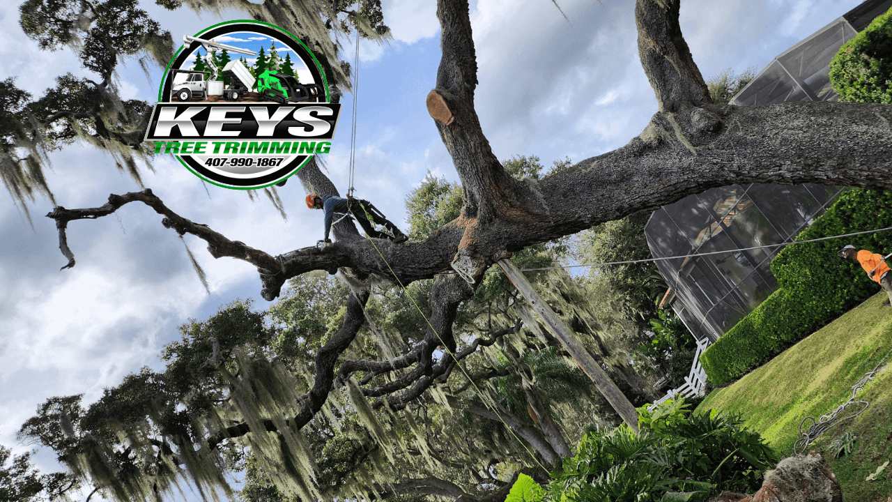 Did You Know? Business Edition: Guardians of the Canopy — KEYS Tree Trimming